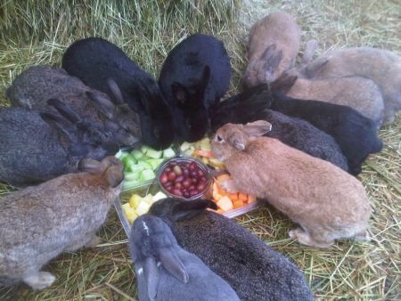 EARS rabbits enjoying fruit snack