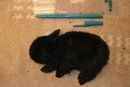 dead baby rabbit found near poison box