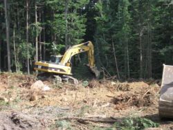 Parking lots being cleared from forest in Callaghan