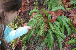 The sword fern is distinguished by its "thumbs up" shape