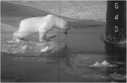 A picture from a document in hacked Mantech files. That's a polar bear facing off against an attack submarine. 