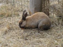 rabbit near fence at Coombs