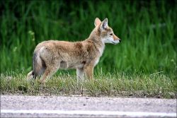 Ontario coyote, photo courtesy of Constance Creek Wildlife Refuge
