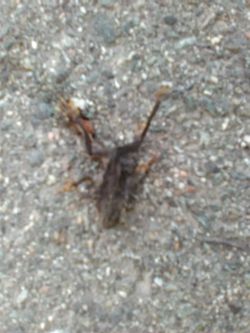 dead Western Toadlet on road - casualty of no road closure