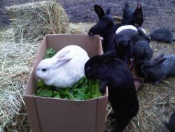 EARS rabbits Coombs BC at self-serve salad bar