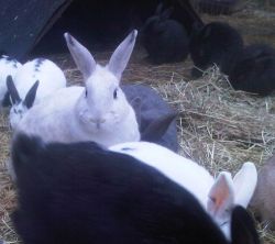 EARS rabbits Coombs BC playing in the hay