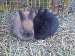 EARS rabbits, first babies born here, Coombs BC Dec 2010