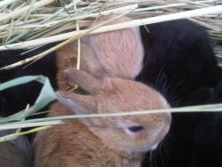 EARS rabbits, Coombs, BC