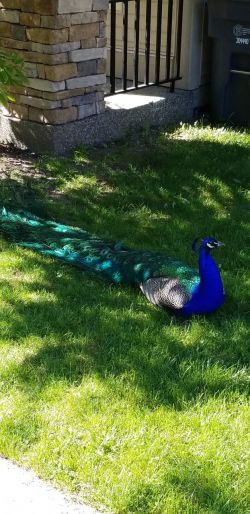peacock on grass photo by Steve Jones