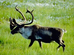The caribou face extinction if their habitat is not protected