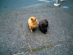 BC Supreme Court decision on UVic rabbit injunction to be announced Monday Aug. 30 2010