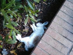 Young rabbit poisoned by bromadiolone by UVic, photo courtesy of Heather Clebo