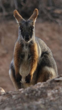 Rock Wallaby in the South Australian desert