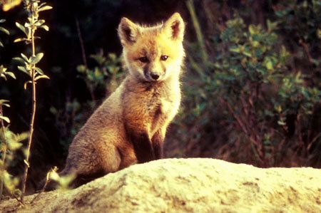 fur is for animals, not rich idiots