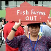 Fish farm foes demand province-wide shutdown 