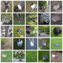 most of these rabbits were killed this May by UVic