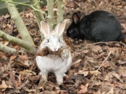 rabbits at risk in wooded area at UVic