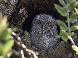 Baby Western Screech Owl - resident of Surrey