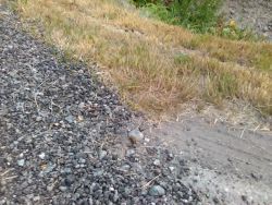 can you spot the toadlet on the gravel?  this is why we need road closures!