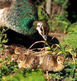 peahen and chicks