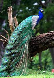 Peacock on tree stump