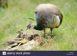 peahen and chicks