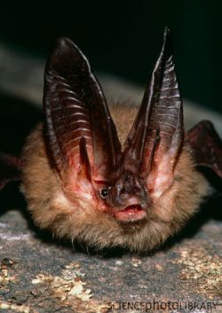 Townsend's Big-eared Bat - resident of Surrey
