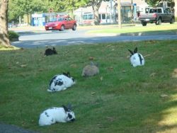 rabbits at risk in grassy area at UVic