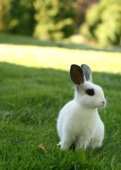 young rabbit at risk